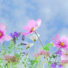 row of flowers