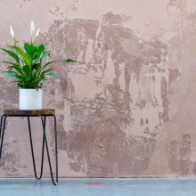 house plant in front of a wall