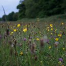 a field of wild flowers