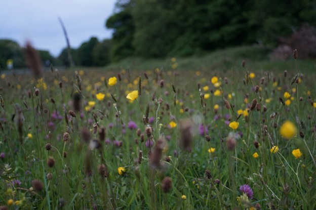 a field of wild flowers